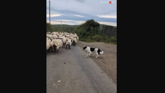 Clever sheepdog springs into action when herd of sheep loses its way