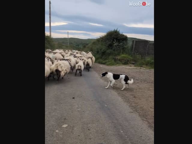 Clever sheepdog springs into action when herd of sheep loses its way