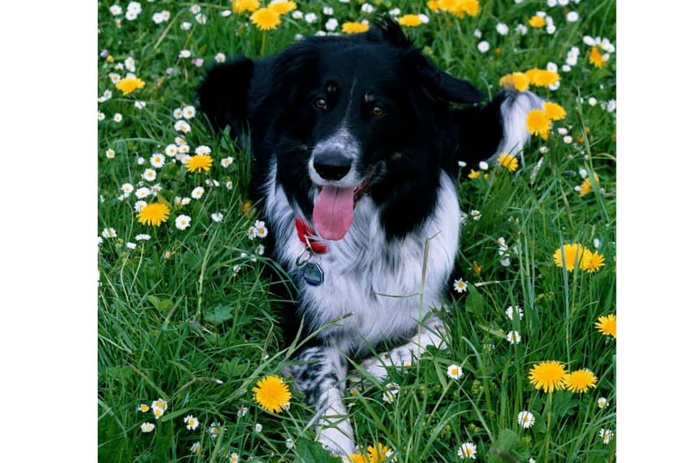 The University of Portsmouth’s Dog Cognition Centre has been on a quest to find the UK’s smartest pooch for several years now.

As part of their ongoing research, they are beginning a new study exploring how dogs learn sound symbolism and begin associating words with objects.
Rico was the dog that inspired the research into how smart dogs can be. 
