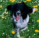 The University of Portsmouth’s Dog Cognition Centre has been on a quest to find the UK’s smartest pooch for several years now.

As part of their ongoing research, they are beginning a new study exploring how dogs learn sound symbolism and begin associating words with objects.
Rico was the dog that inspired the research into how smart dogs can be. 