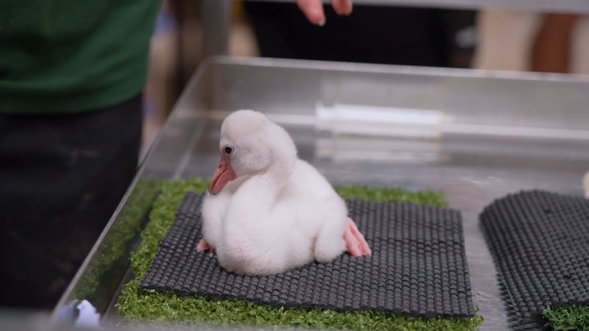 Meet the adorable fluffy flamingo chick being hand-reared by caring zoo staff