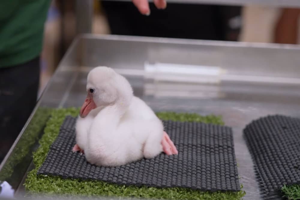 Adorable fluffy flamingo chicks hand-reared at Whipsnade Zoo