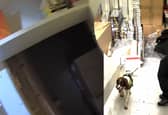 Police sniffer dog finds secret hidden room packed with illicit tobacco belonging to criminal gang