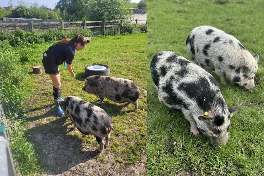 Ada and Isla are two very clever sisters who enjoy enriching their brains and bonding with the staff during their training sessions. Ada is a sweet girl who loves being around people, Isla is full of personality and likes everyone to know she’s the boss. 