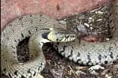 A huge snake is filmed slithering along UK canal towpath.