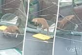 Little fox cubs play on a trampoline in Margret Norman's garden in Bedminster, Bristol.