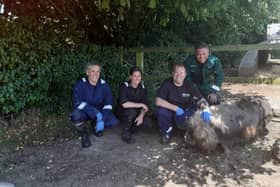Runty the pig rescued by firefighters