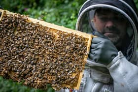 James Wheeldon began beekeeping last year after wanting to find a new skill following lockdown 

Pictured: James Wheeldon at his hive in Hilsea.
Picture: Habibur Rahman