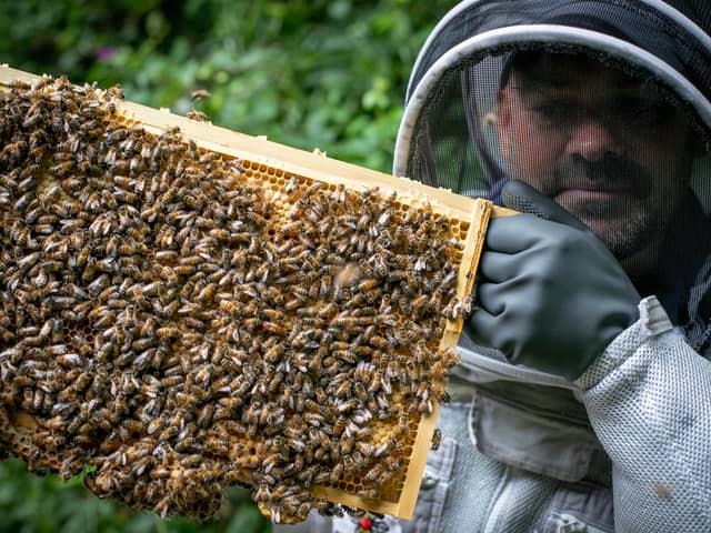 James Wheeldon began beekeeping last year after wanting to find a new skill following lockdown 

Pictured: James Wheeldon at his hive in Hilsea.
Picture: Habibur Rahman