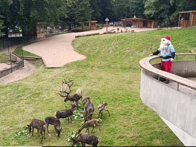 A herd of 12 reindeer have joined Dudley Zoo - and Santa, dressed in his summer attire, was there to launch the special enclosure.
