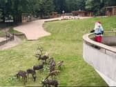 A herd of 12 reindeer have joined Dudley Zoo - and Santa, dressed in his summer attire, was there to launch the special enclosure.