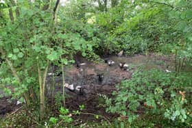 Crews from Redbridge fire station were called at just before midday on July 25 to Cold Harbour Lane, Lee in Test Valley following reports of some sheep stranded in a muddy bog.