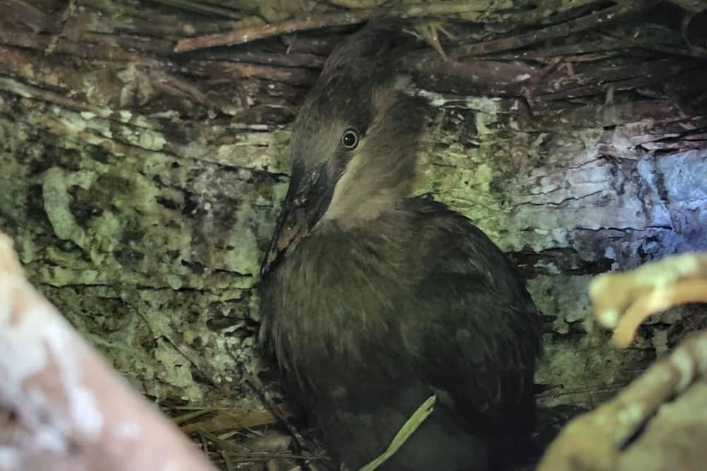 A new addition to our hamerkop family has fledged the nest six weeks after hatching in the zoo’s walkthrough aviary.