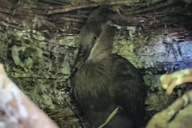 A new addition to our hamerkop family has fledged the nest six weeks after hatching in the zoo’s walkthrough aviary.