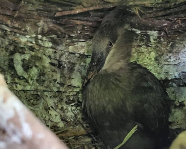 A new addition to our hamerkop family has fledged the nest six weeks after hatching in the zoo’s walkthrough aviary.