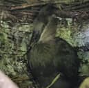A new addition to our hamerkop family has fledged the nest six weeks after hatching in the zoo’s walkthrough aviary.