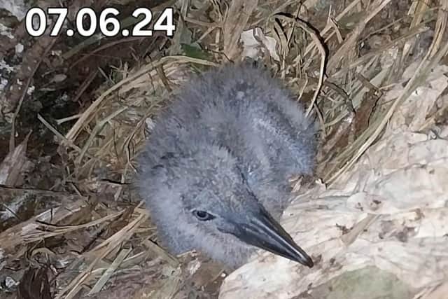 A new addition to the hamerkop family has fledged the nest six weeks after hatching in the zoo’s walkthrough aviary.