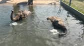 Blackpool Zoo has released adorable pictures of pregnant elephants Noorjahan and Esha at an aqua-natal class.
