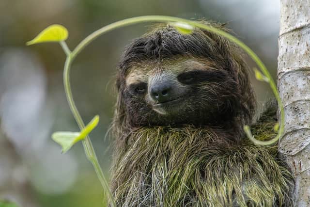 The virus is thought to have originated in pale throat sloths. (Photo: Pexels, Steve Paton)