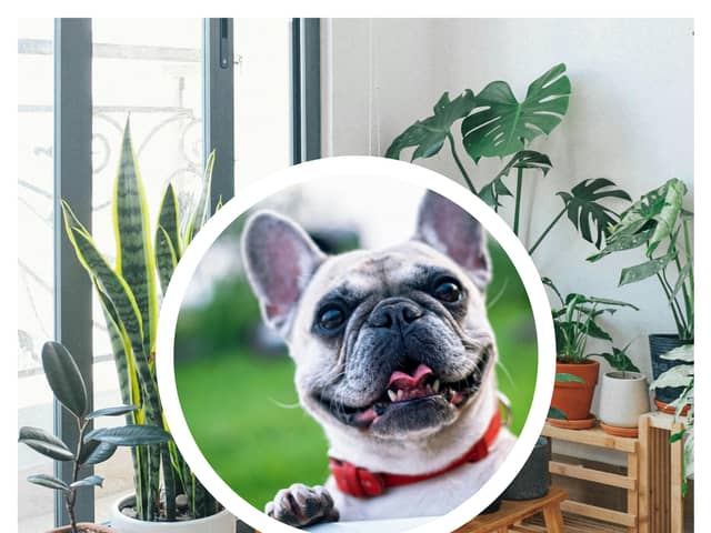 Pet health expert warns these five common houseplants could kill a cat or dog. (Photo: Pexels/ Huy Phan, Pixabay)