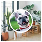 Pet health expert warns these five common houseplants could kill a cat or dog. (Photo: Pexels/ Huy Phan, Pixabay)
