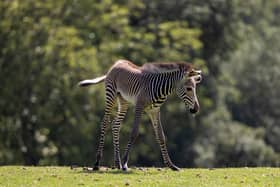 Marwell Zoo has announced the birth of an adorable Grevy's zebra foal - and it is finding its feet with its family.  



