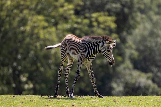 Marwell Zoo has announced the birth of an adorable Grevy's zebra foal - and it is finding its feet with its family.