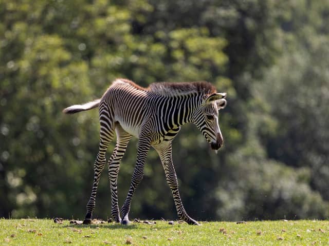 Marwell Zoo has announced the birth of an adorable Grevy's zebra foal - and it is finding its feet with its family.  



