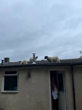 A Lancashire homeowner has described the 'hilarious' moment when she found a flock of sheep walking around on her roof.