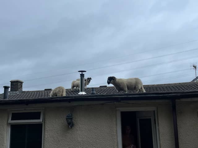 A Lancashire homeowner has described the 'hilarious' moment when she found a flock of sheep walking around on her roof.