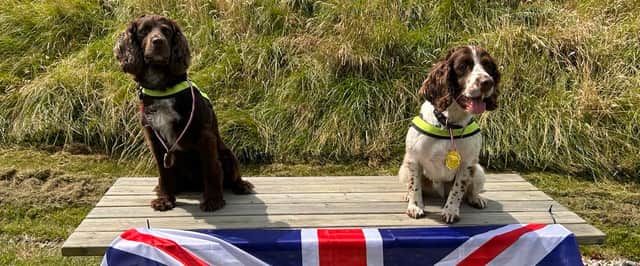 Police explosive search dogs are heading to the Paralympics in Paris to help keep the venues safe for athletes and spectators. Left is PD Arlo and right is PD Cody.