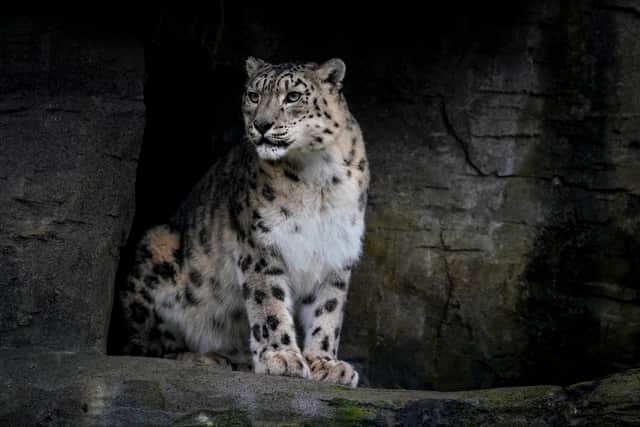 Marwell zoo has announced the heartbreaking death of Irina the snow leopard. 

Picture Credit: Jason Brown