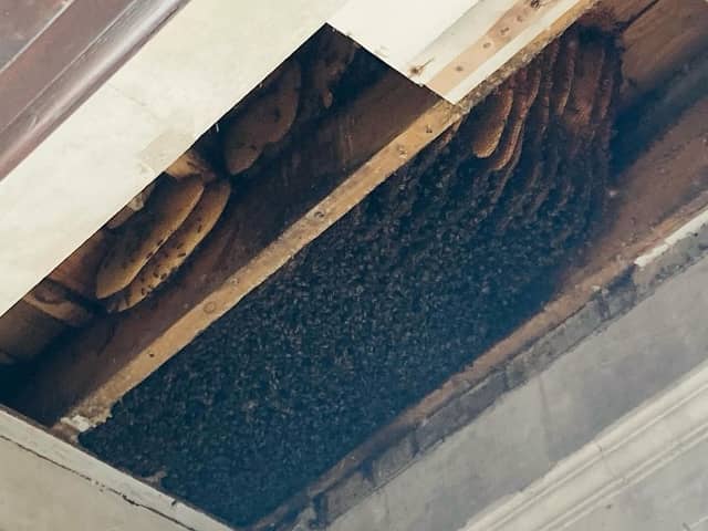 10,000 bees were found living above this East London pub for 10 years before being discovered. 