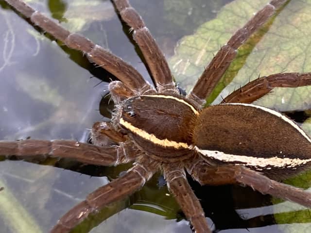 Fen Raft Spider on the Dyke networks of the Lower Waveney Valley.