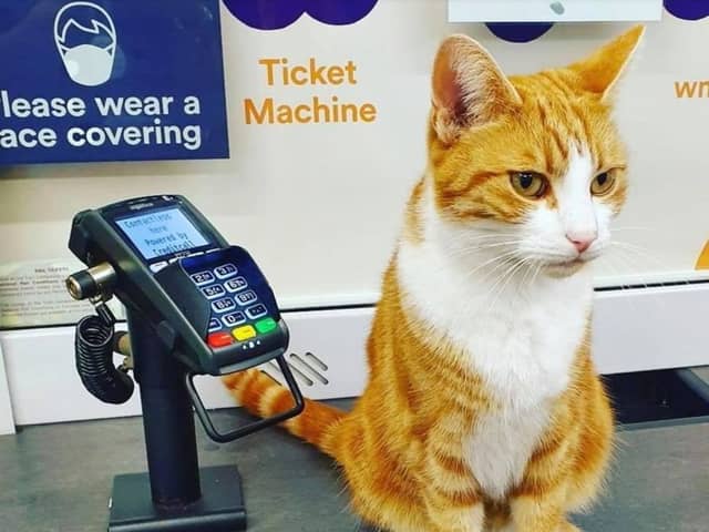  A cat that lives in a train station has become a social media superstar.