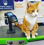  A cat that lives in a train station has become a social media superstar.