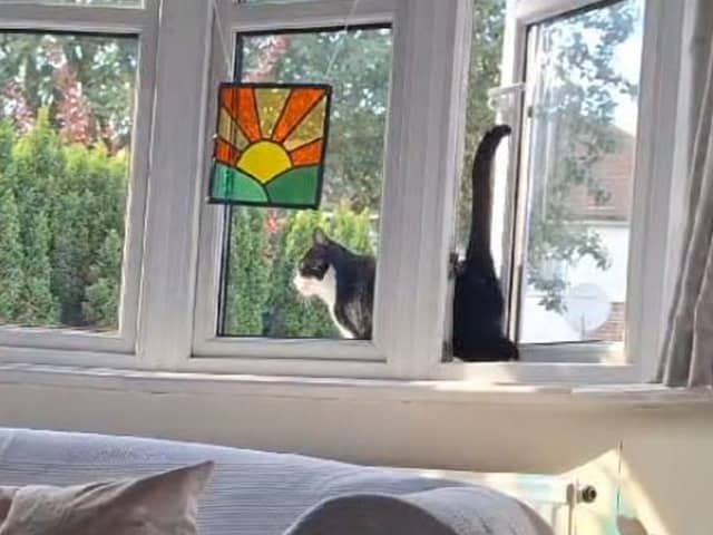 A hilarious video shows a cat falling after trying to walk backwards through a window.  