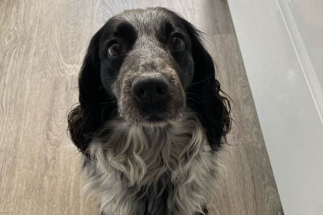 Sara Bell is warning dog owners about rogue breeders following a bad experience getting her puppy - Poppy.