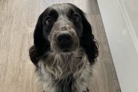 Sara Bell is warning dog owners about rogue breeders following a bad experience getting her puppy - Poppy. 
