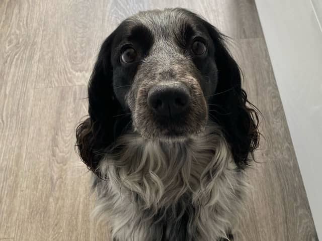 Sara Bell is warning dog owners about rogue breeders following a bad experience getting her puppy - Poppy. 