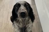 Sara Bell is warning dog owners about rogue breeders following a bad experience getting her puppy - Poppy. 