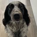 Sara Bell is warning dog owners about rogue breeders following a bad experience getting her puppy - Poppy. 