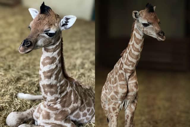Marwell Zoo has announced the name of a beautiful giraffe calf.