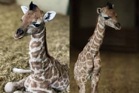 Marwell Zoo has announced the birth of a beautiful giraffe calf. 