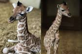 Marwell Zoo has announced the name of a beautiful giraffe calf. 