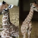 Marwell Zoo has announced the birth of a beautiful giraffe calf. 