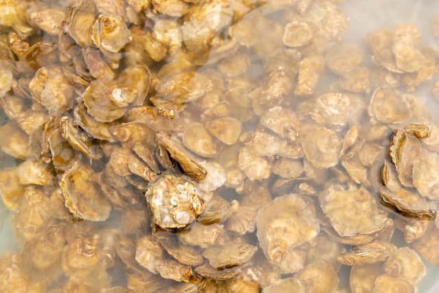 Juvenile oysters which will be used as part of a joint Ministry of Defence (MOD) and charity conservation project which will release 2,000 oysters into the strait between the Isle of Wight and the Hampshire coast.