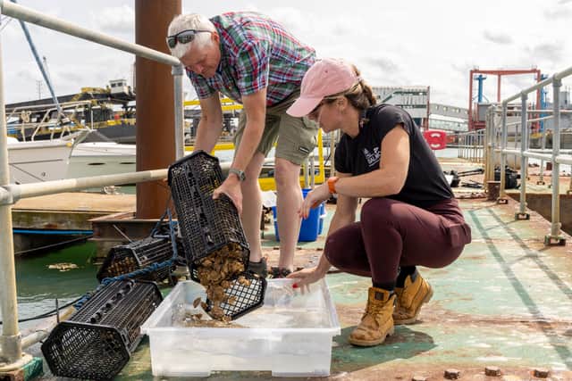 Harriet Rushton and Rod Jones inspecting oysters in Portsmouth as part of a joint Ministry of Defence (MOD) and charity conservation project which will release 2,000 oysters into the strait between the Isle of Wight and the Hampshire coast. Conservationists hope they will encourage marine life back and help to clean the heavily-used waters, which see 130,000 movements from vessels around Portsmouth Harbour each year, including the Royal Navy.