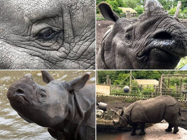Meet the adorable one-horned Rhino - a gentle giant who loves to play
