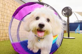Shark is supporting Battersea Dogs and Cats Home as it celebrates and champions rescue dogs and cats across the UK